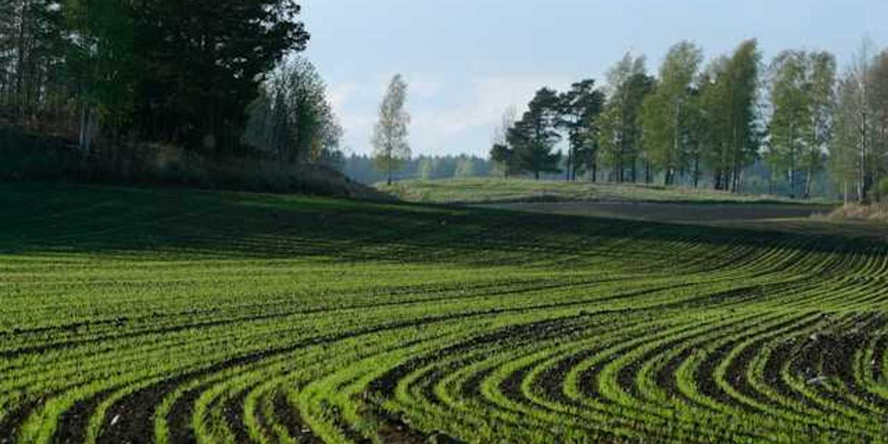 Low rows of plants in an agricultural field with trees on hills in the distance