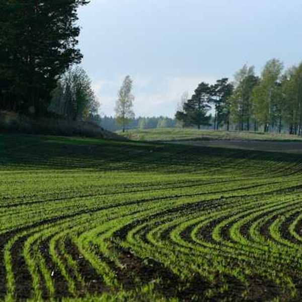 Low rows of plants in an agricultural field with trees on hills in the distance