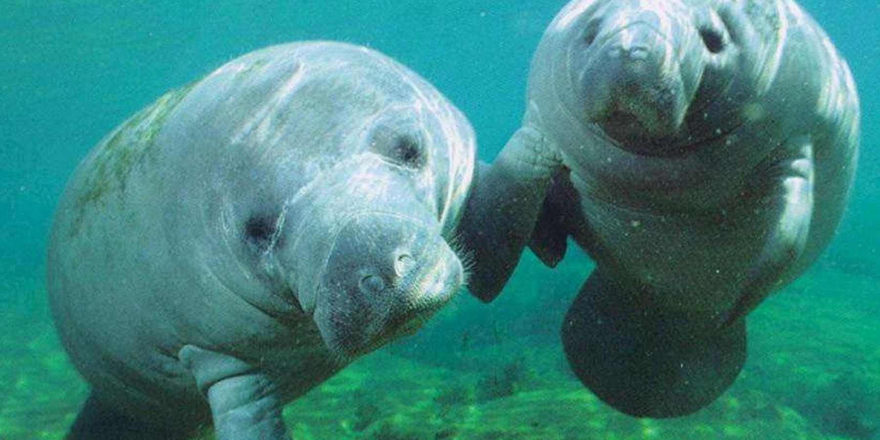 manatees