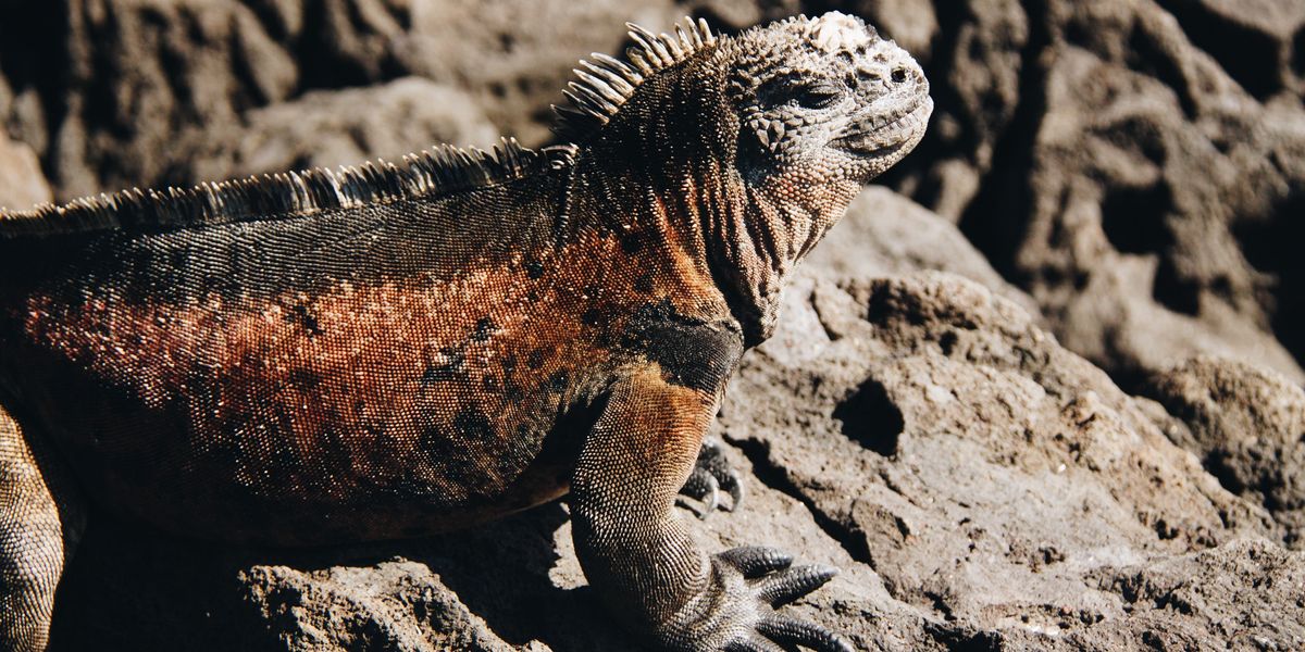 marine iguana climate extinction