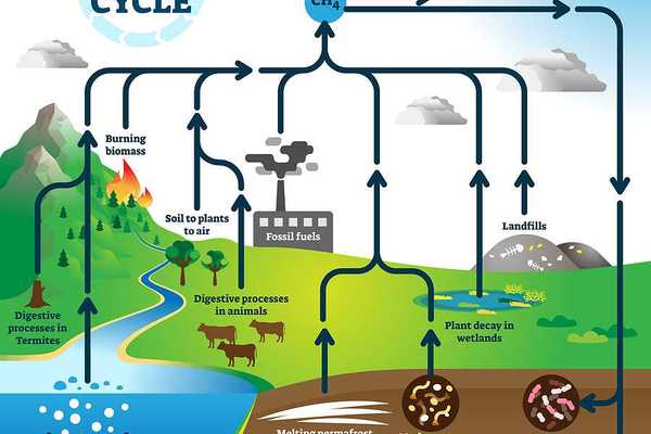 Methane cycle diagram, burning fossil fuels, landfills, plant decay in wetlands, melting permafrost, digestive processes in termites and animals.