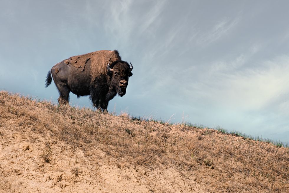 American bison reintroduced to northern Mexico helping to fight climate change