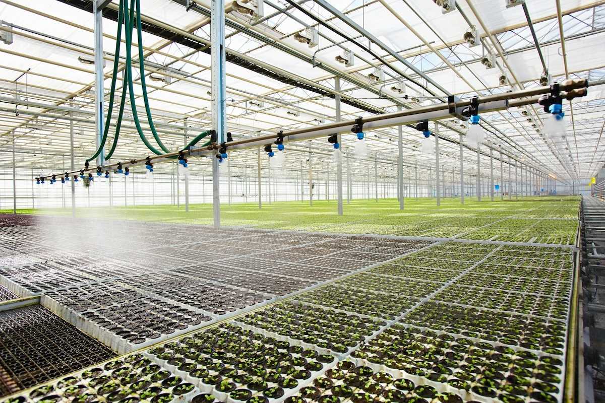 Modern greenhouse with automated overhead watering system