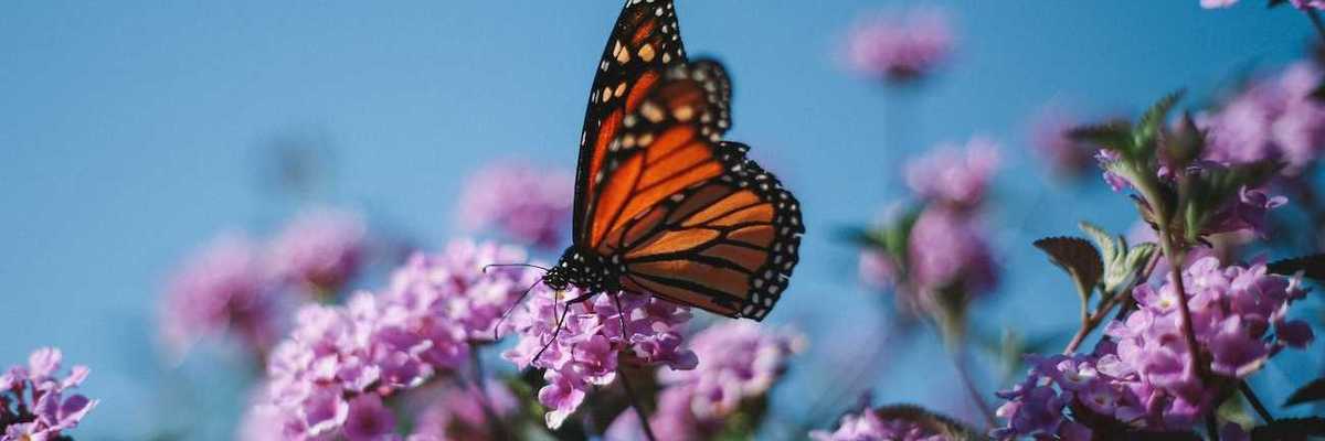 Monarch butterfly on flowering plant.