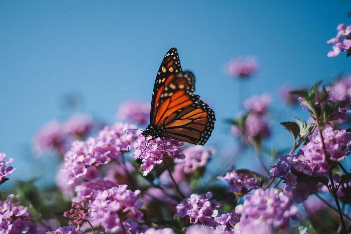 Monarch butterfly on flowering plant.