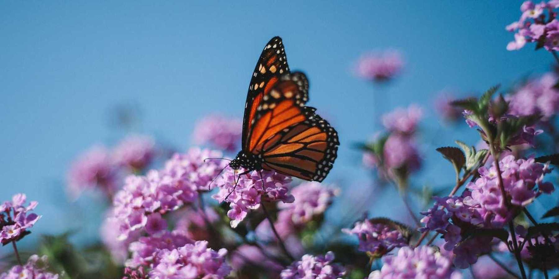 Monarch butterfly on flowering plant.