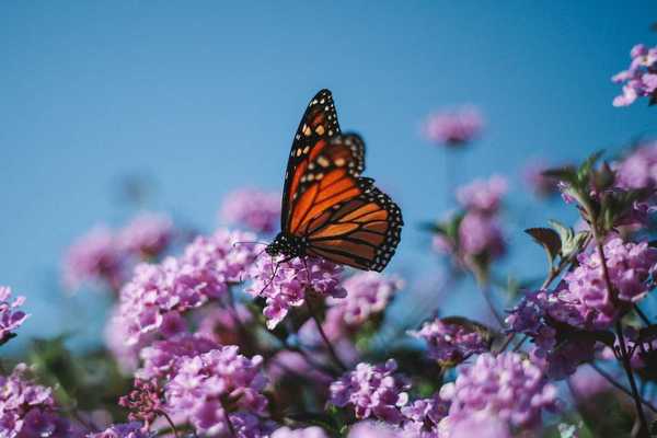 Monarch butterfly on flowering plant.