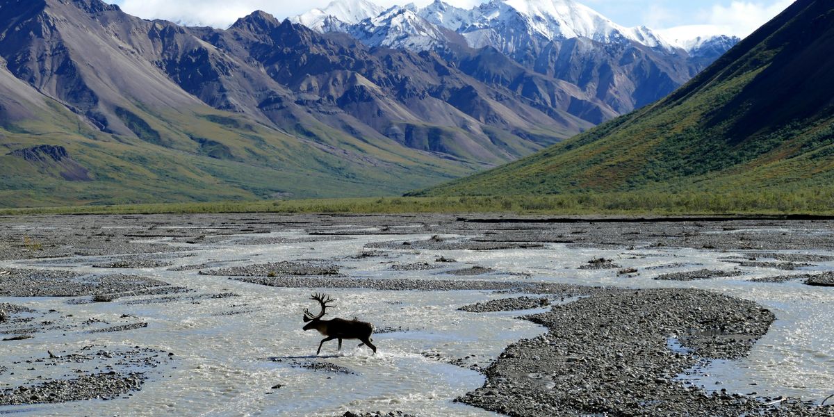 moose running across body of water near snow-capped mountains during daytime.