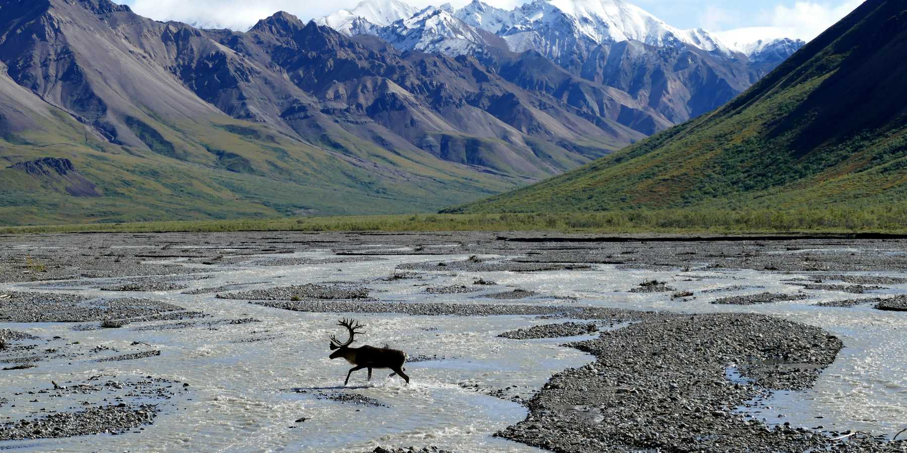 moose running across body of water near snow-capped mountains during daytime.