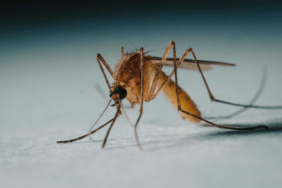 Mosquito closeup at 3X magnification