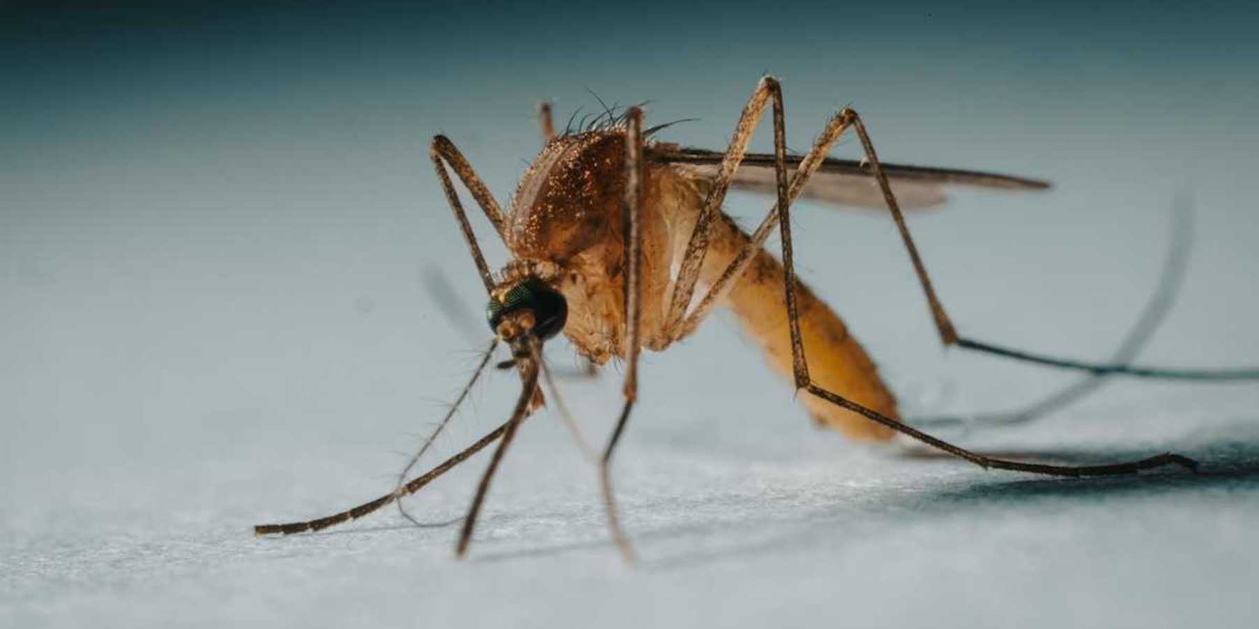 Mosquito closeup at 3X magnification