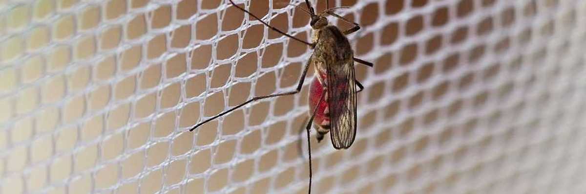 Mosquito (Culex pipiens) with his stomach full of human blood sitting on mosquito netting