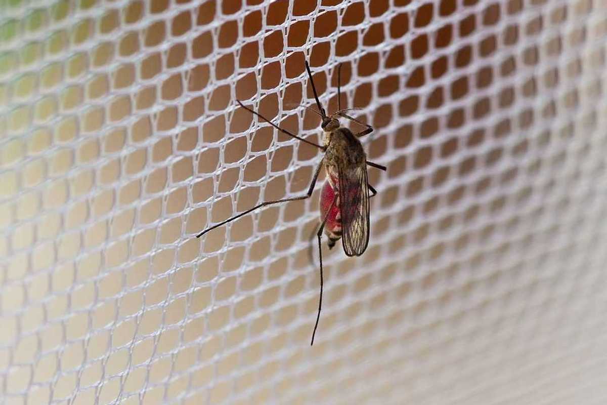 Mosquito (Culex pipiens) with his stomach full of human blood sitting on mosquito netting