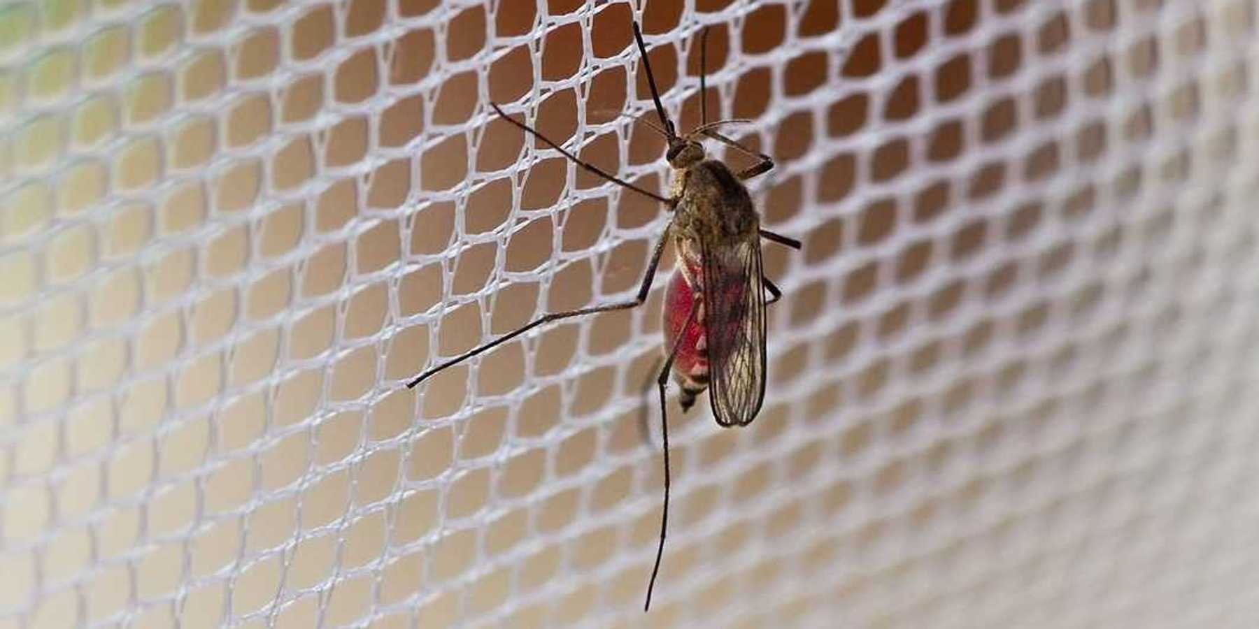 Mosquito (Culex pipiens) with his stomach full of human blood sitting on mosquito netting