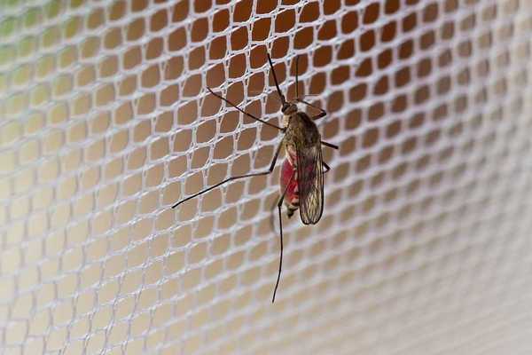 Mosquito (Culex pipiens) with his stomach full of human blood sitting on mosquito netting