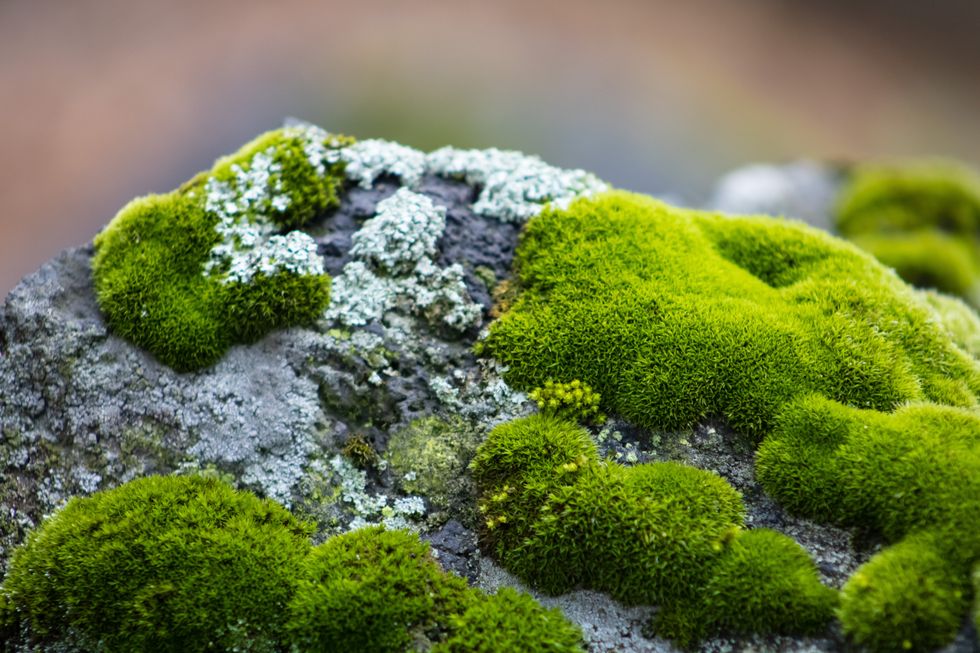 Moss is a powerful carbon storage solution. Can it help fight climate change?