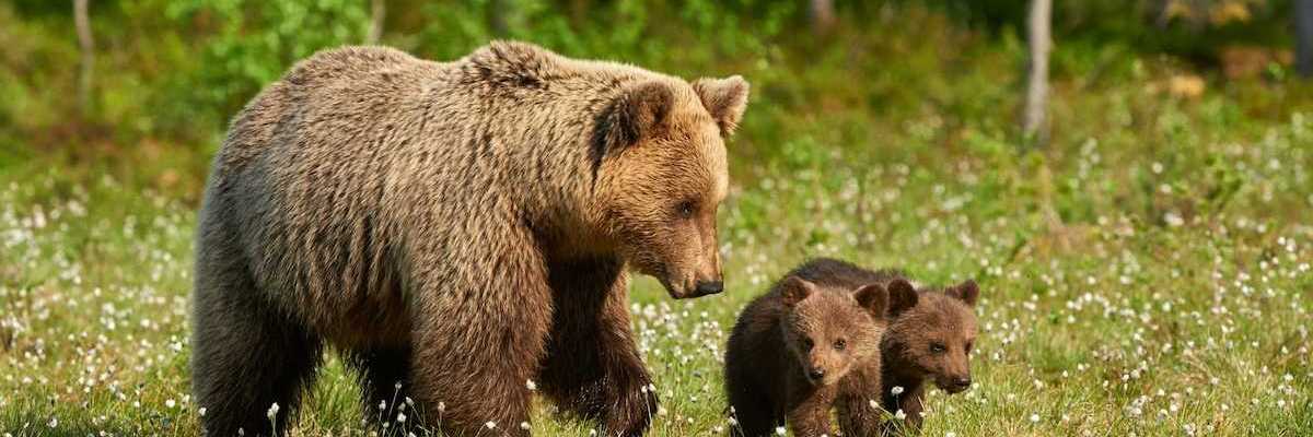 Mother Grizzly bear with two cubs in a grassy clearing with wildflowers