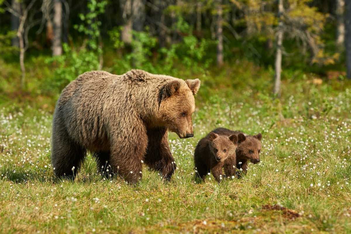 Mother Grizzly bear with two cubs in a grassy clearing with wildflowers