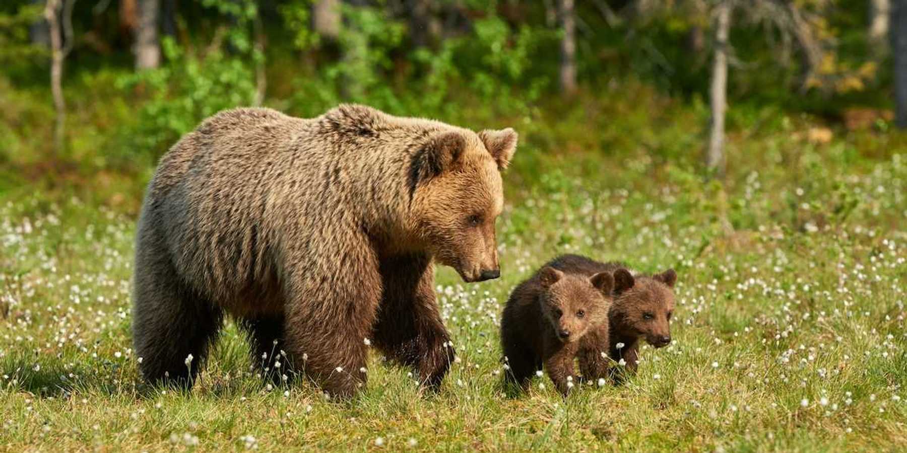 Mother Grizzly bear with two cubs in a grassy clearing with wildflowers