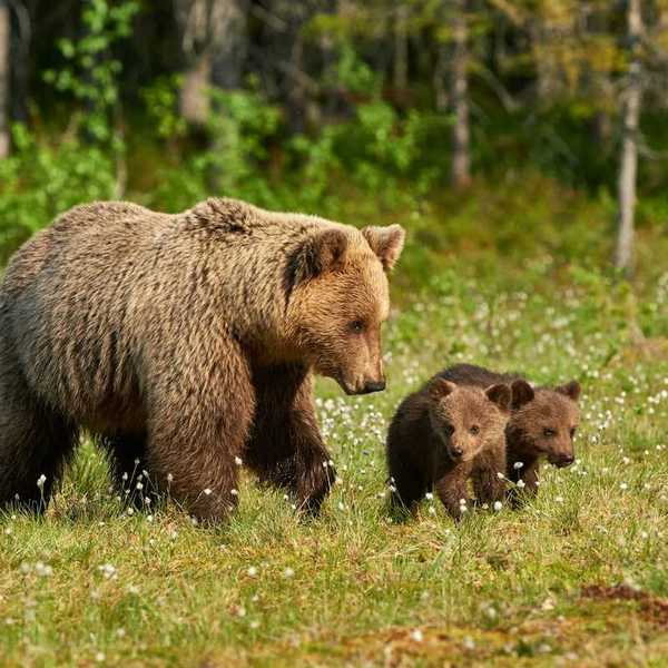 Mother Grizzly bear with two cubs in a grassy clearing with wildflowers