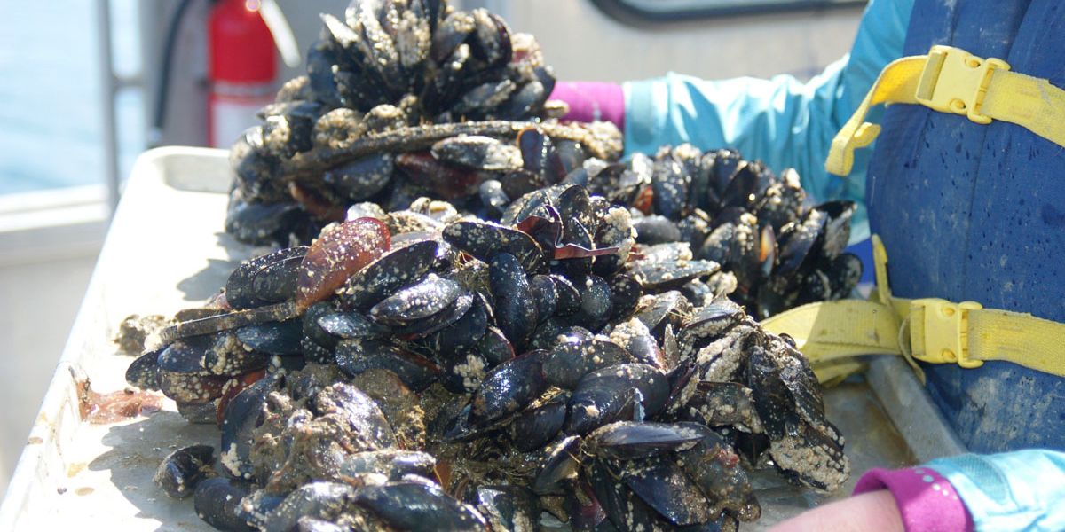 Mussels affected by climate change