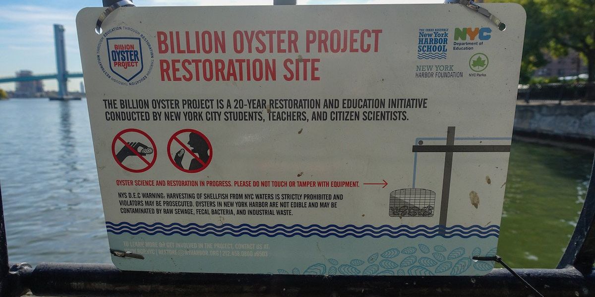 New York's Billion Oyster Project
