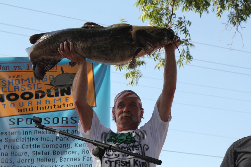 noodling catfish