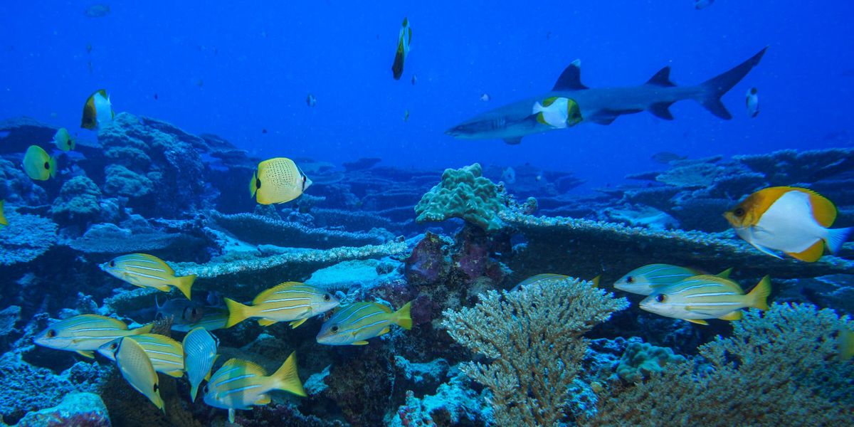 Ocean protection