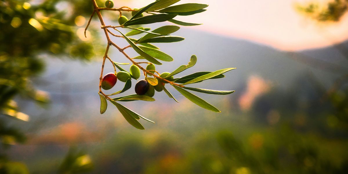 Olive branch with a few green olives on it
