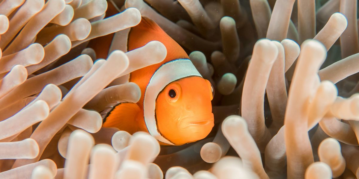 orange and white clownfish hiding in sea anemone.