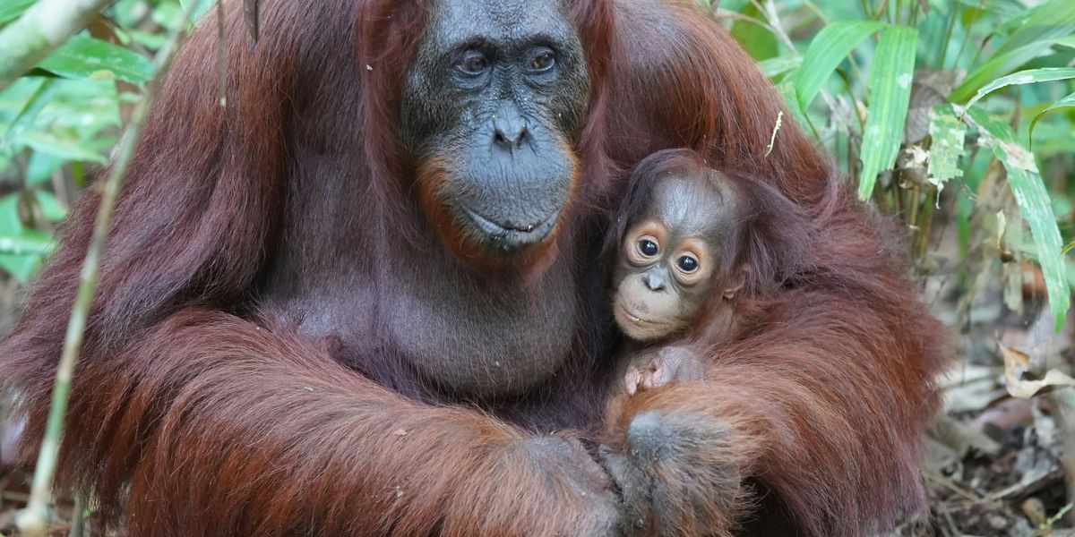 orangutan and its baby