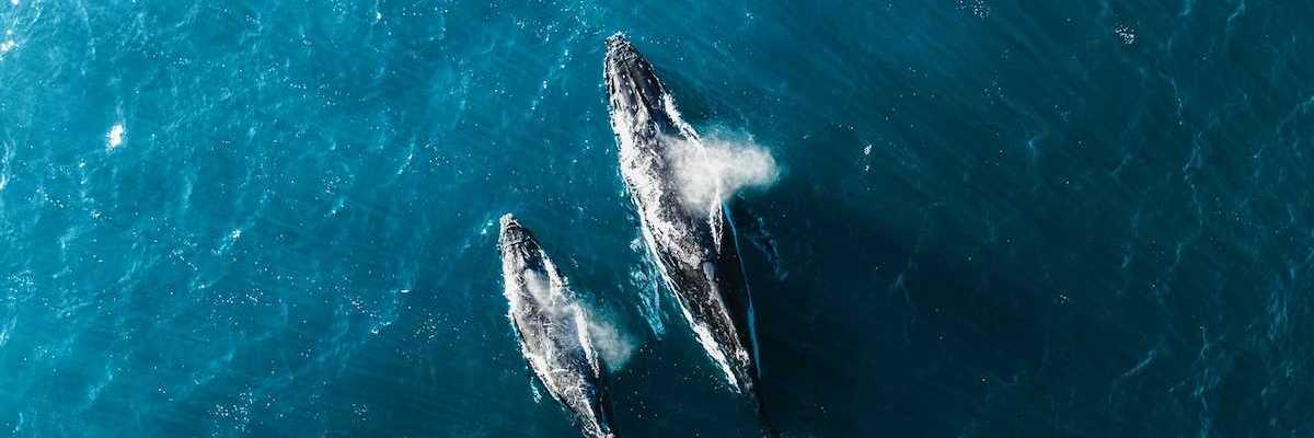 Overhead drone shot of whale and calf swimming side by side