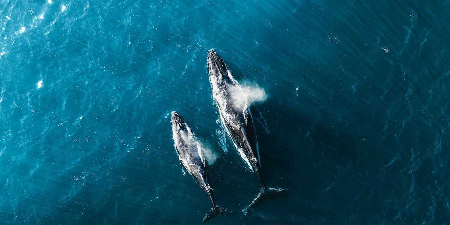 Overhead drone shot of whale and calf swimming side by side