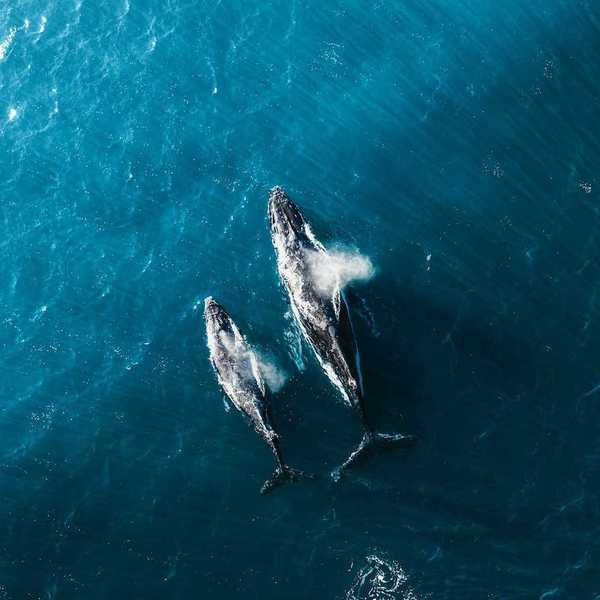 Overhead drone shot of whale and calf swimming side by side