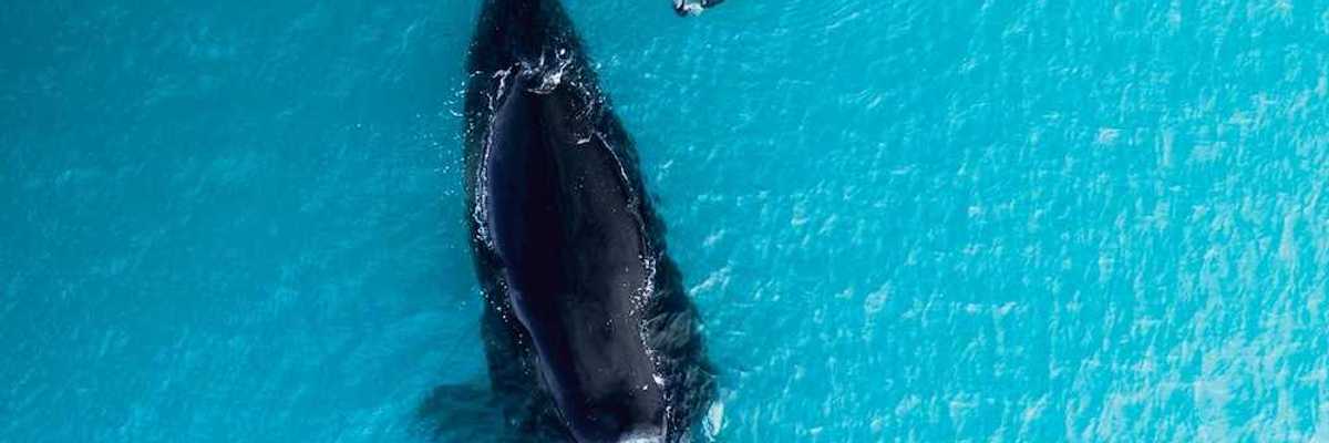 Overhead shot of mother and calf right whales swimming together against turquoise waters