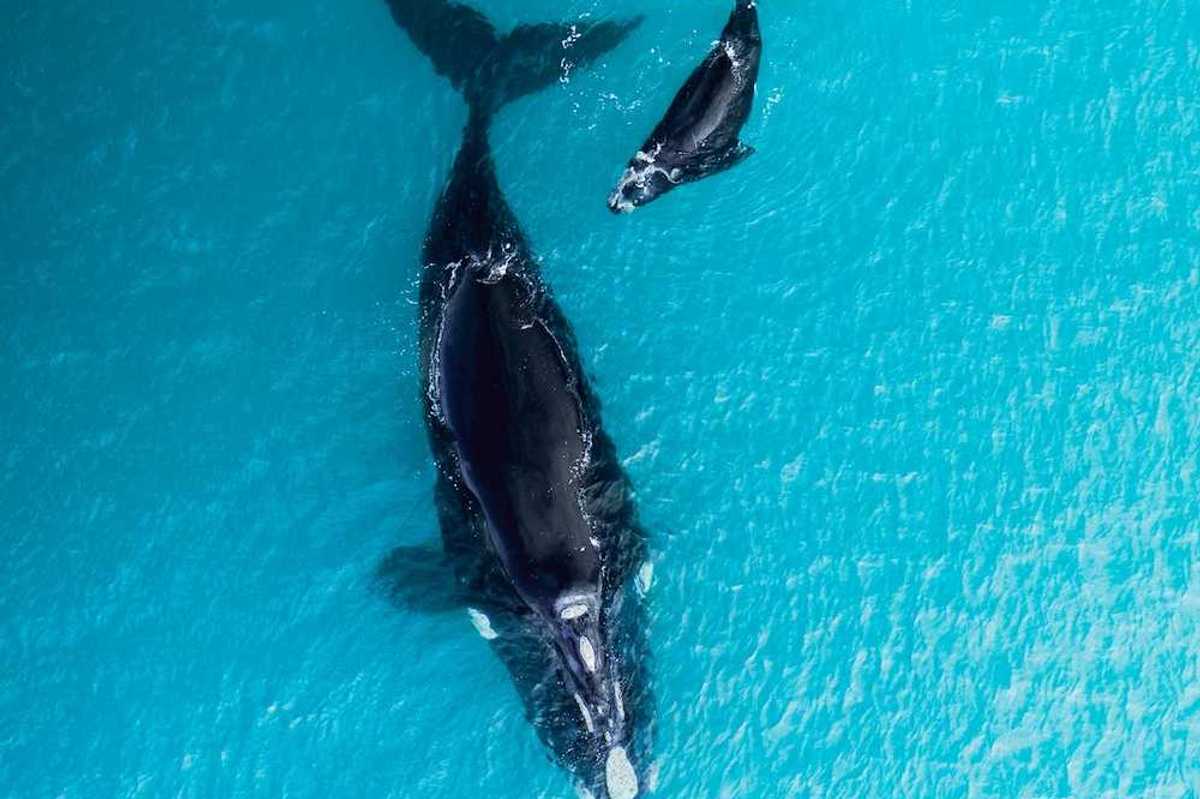 Overhead shot of mother and calf right whales swimming together against turquoise waters