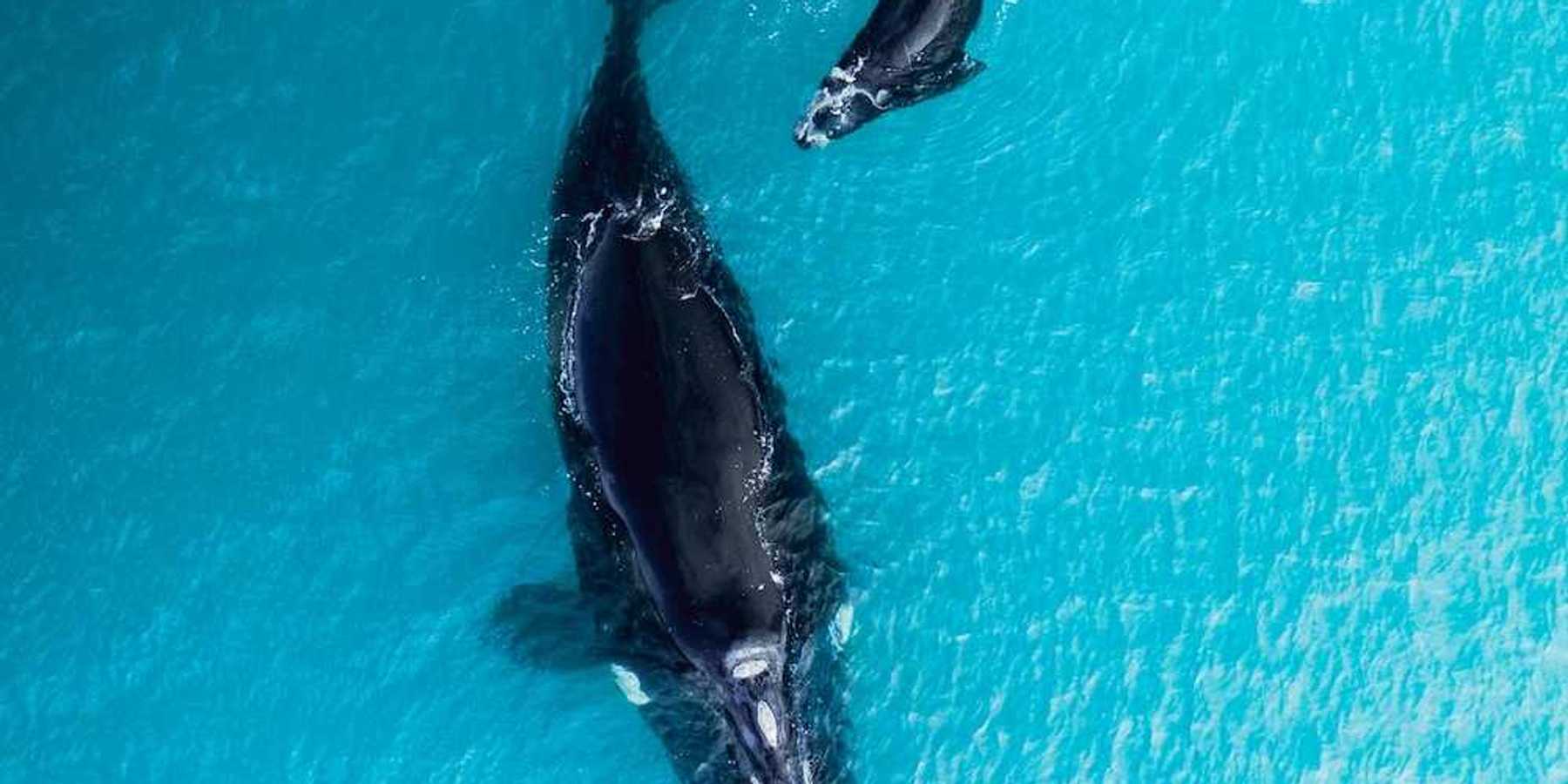 Overhead shot of mother and calf right whales swimming together against turquoise waters