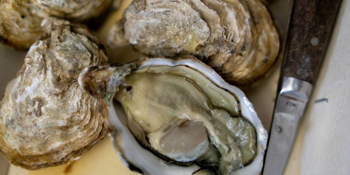 Oysters with knife and one oyster opened