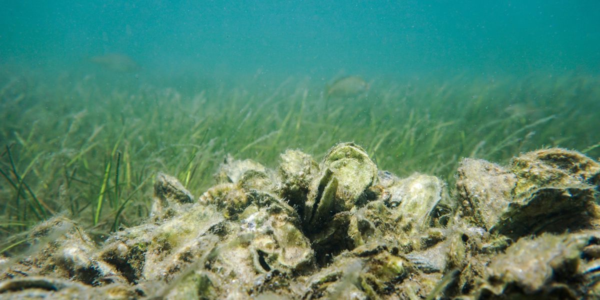 oysters