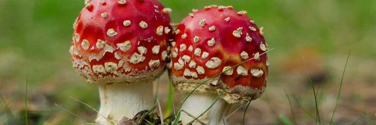 Pair of red-capped, white-speckled, fungi