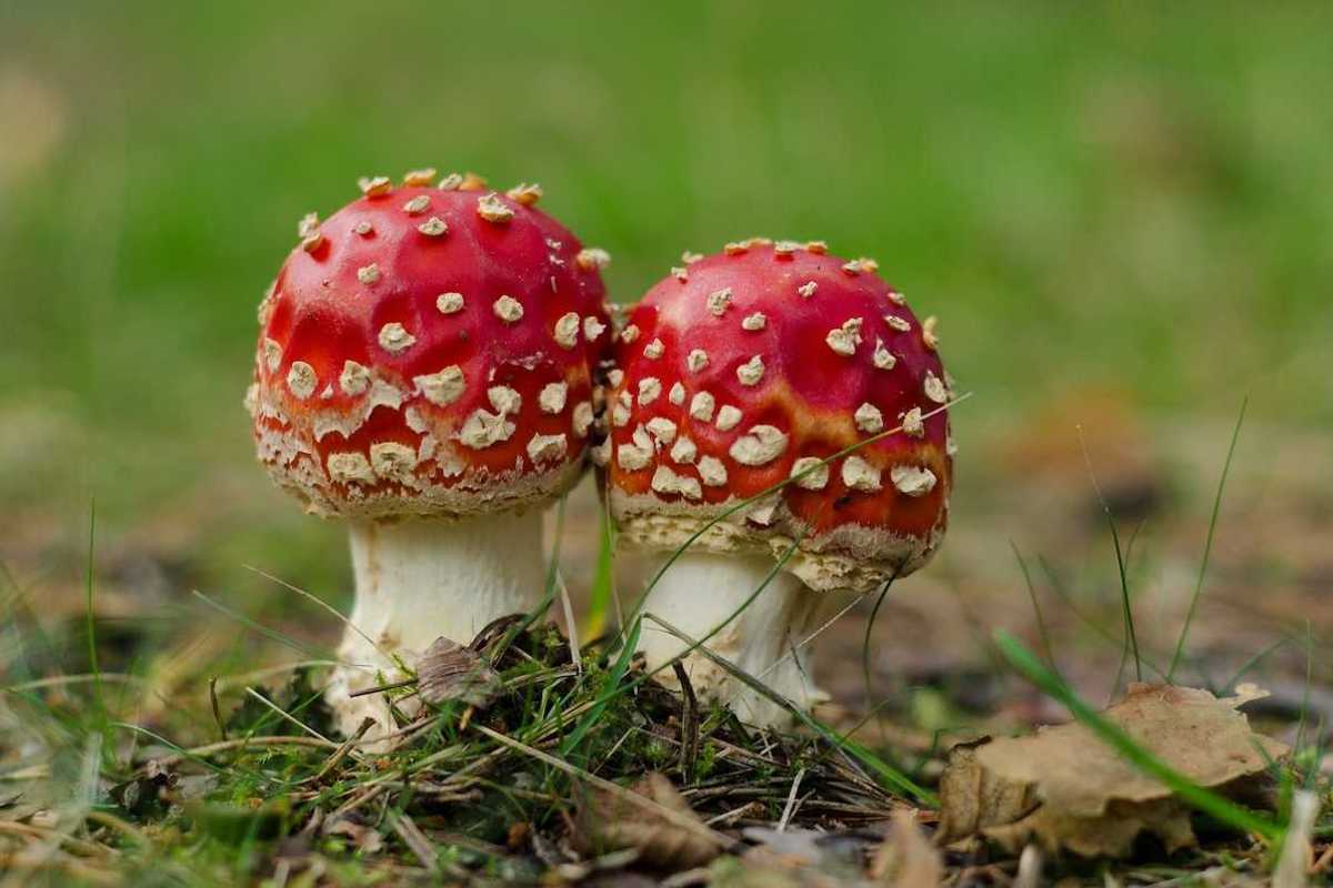Pair of red-capped, white-speckled, fungi