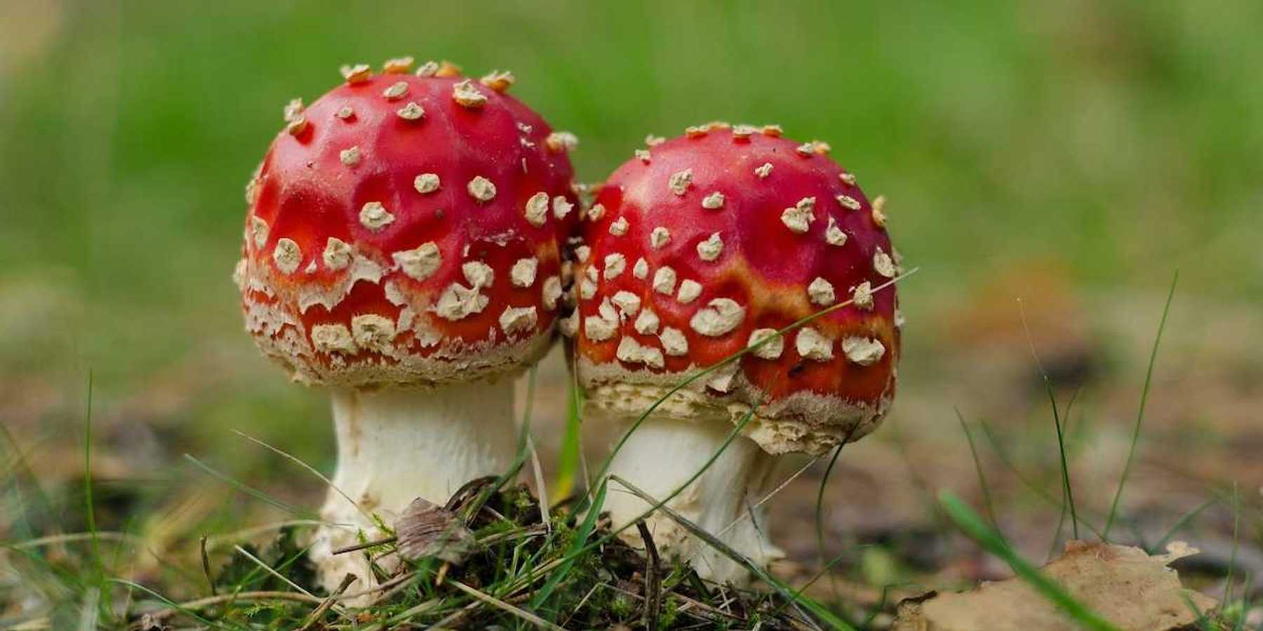 Pair of red-capped, white-speckled, fungi