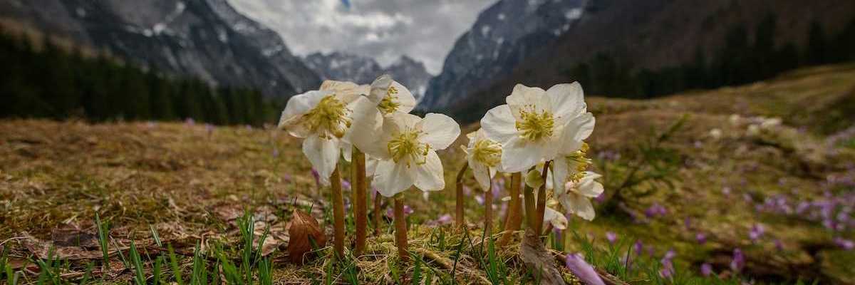 Pale yellow wildflowers in a mountain meadow with rugged mountains in the background.
