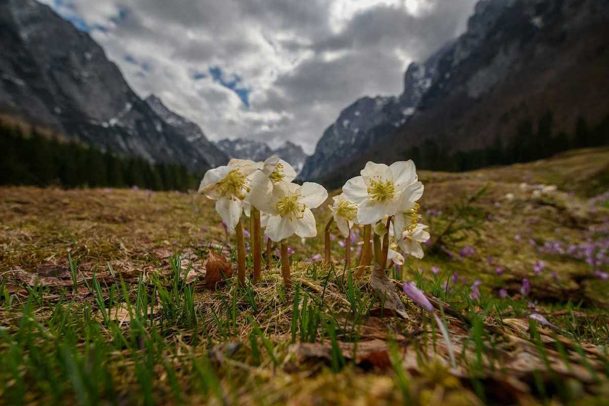 Pale yellow wildflowers in a mountain meadow with rugged mountains in the background.