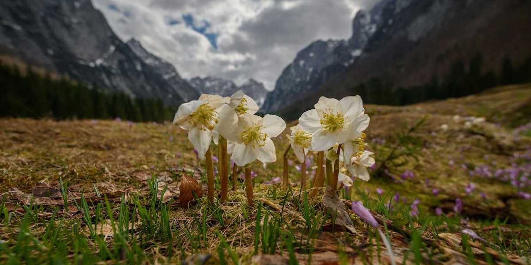 Pale yellow wildflowers in a mountain meadow with rugged mountains in the background.