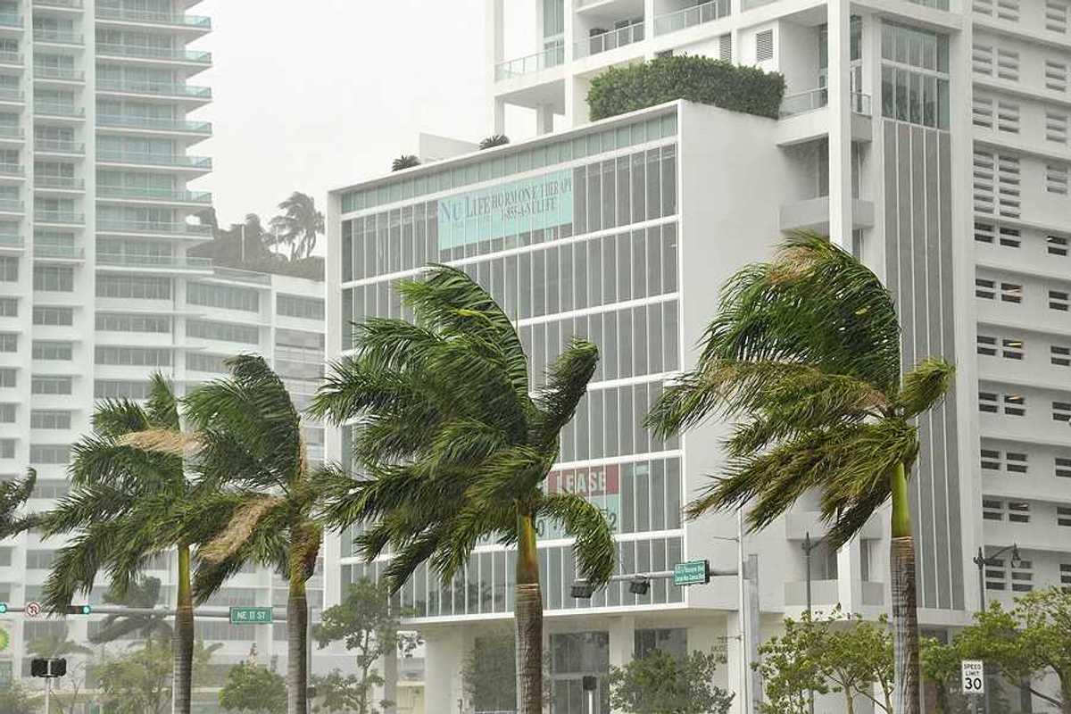 Palm trees in front of tall buildings blowing in hurricane gales