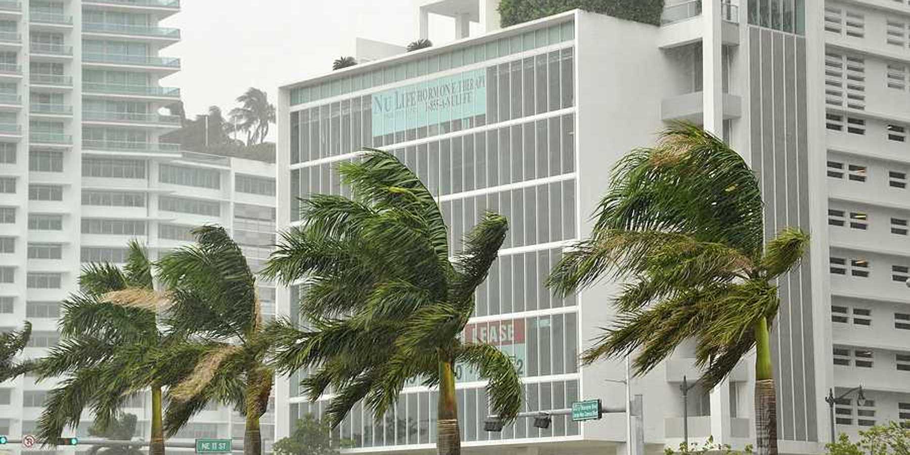 Palm trees in front of tall buildings blowing in hurricane gales
