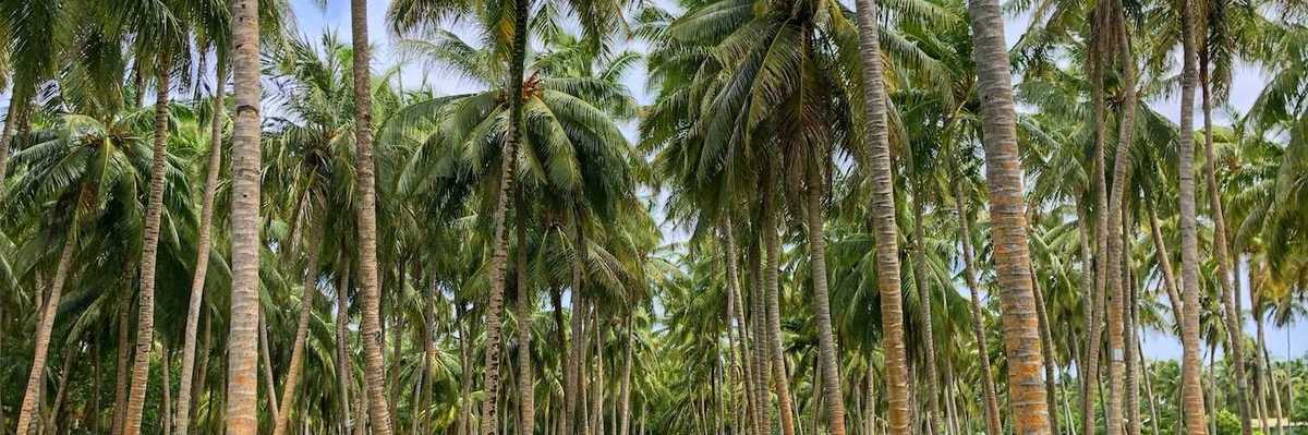 Palm trees, palm oil plantation