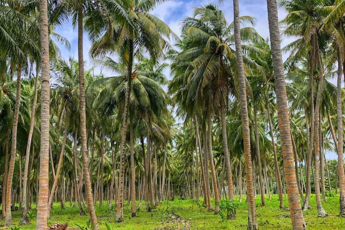 Palm trees, palm oil plantation