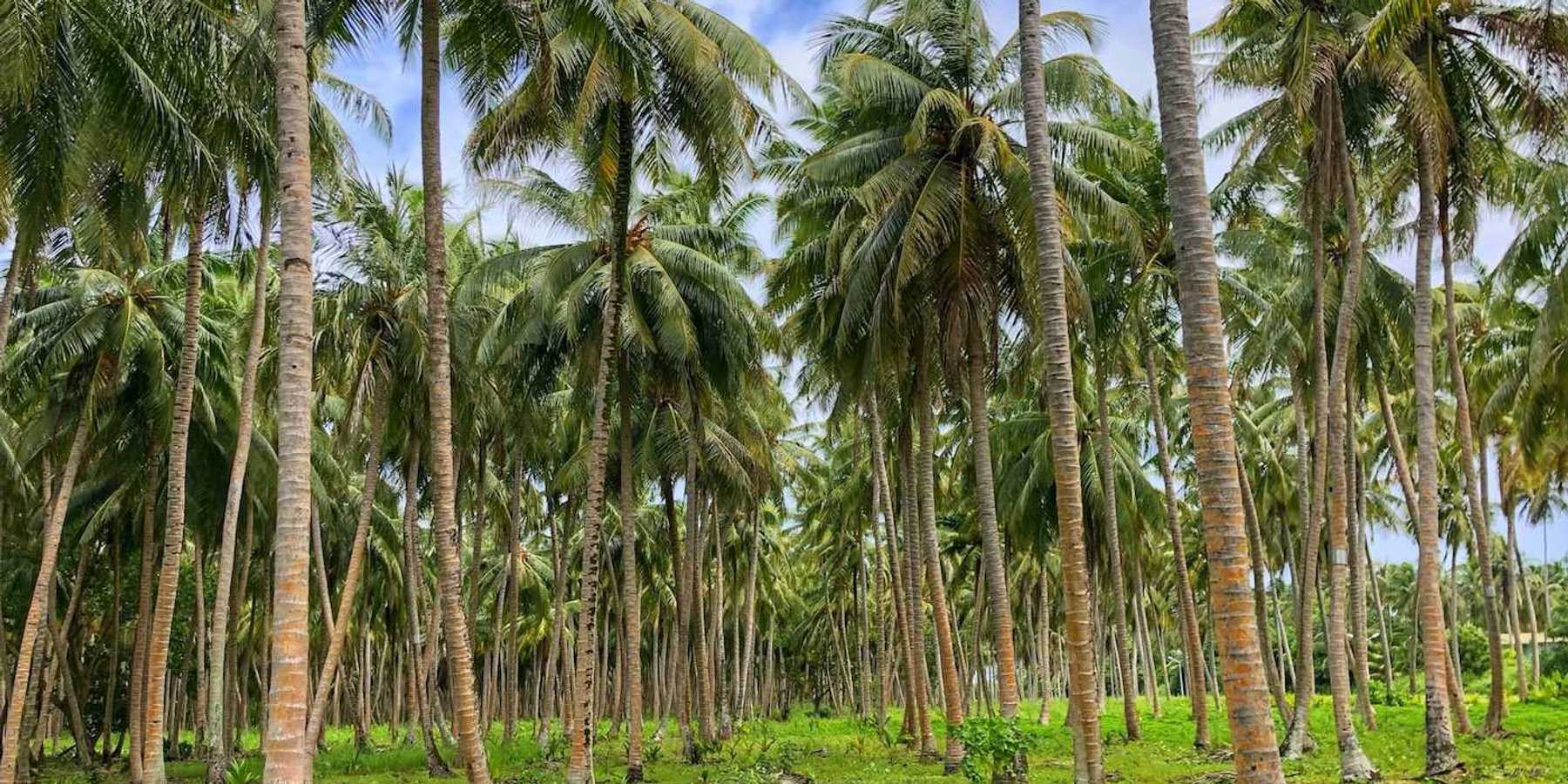 Palm trees, palm oil plantation